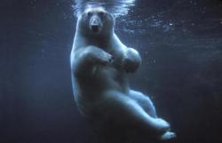 urs polar balacindu-se.jpg