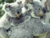 ursi Koala