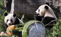 ursi panda