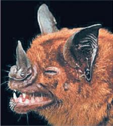 Vampirul