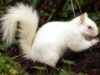 veverita albinoasa