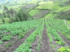 Invata cum sa iti infiintezi si sa iti gestionezi propria ferma certificata in agricultura ecologica