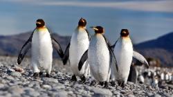 Antartica