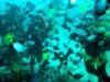 apele oceanului