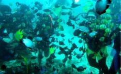 apele oceanului