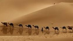 Australia vrea sa scape de camile
