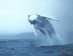 Balena