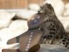 cadou pentru leoparzi
