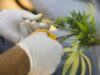 Canabis terapeutic