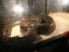 expozitie reptile expozitie reptile