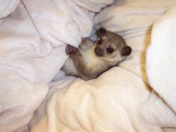 Kinkajou