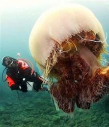meduze uriase