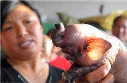 porc elefant