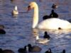 Cresterea in captivitate a animalelor salbatice se sanctioneaza cu inchisoare de la 3 la 12 luni
