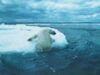 un urs polar