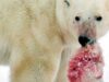 urs polar mascul