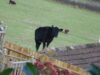 vaca pe acoperis