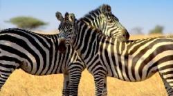 zebre