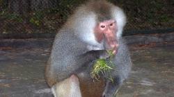 animale exotice