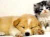 animale periculoase