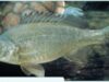 Bidyanus Bidyanus