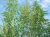 cannabis-sativa-cultivar-kultur-hanf-2.jpg
