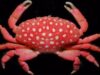 crab capsuna crab capsuna