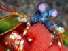 creveta colorata