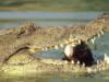 crocodilul rechinul crocodilul rechinul
