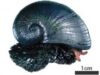 Crysomallon squamiferum