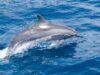delfinii