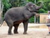 elefant inainte de nastere