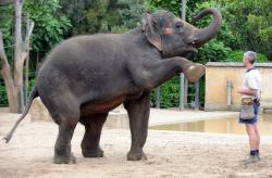elefant inainte de nastere
