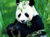 expozitie ursi Panda expozitie ursi Panda
