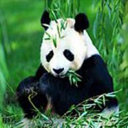 expozitie ursi Panda