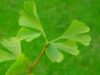Extractul de Ginkgo biloba Extractul de Ginkgo biloba