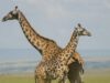 girafe moarte girafe moarte
