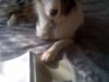 inteligentul Betsy