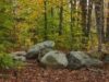 inventar forestier
