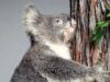Koala Sam