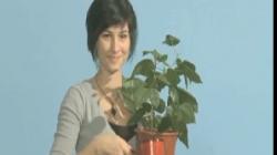 liceenii scurt metraje ecologice
