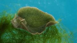 melc de mare