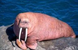 morsa