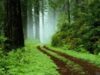 nature_912.jpg