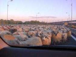 cu oile pe Autostrada Soarelui