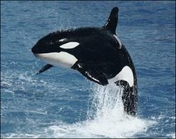 orca