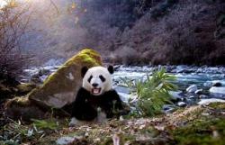 panda