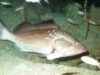 pestii arhitecti