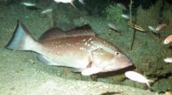 pestii arhitecti