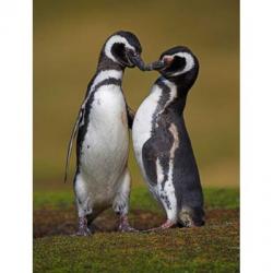 pinguin